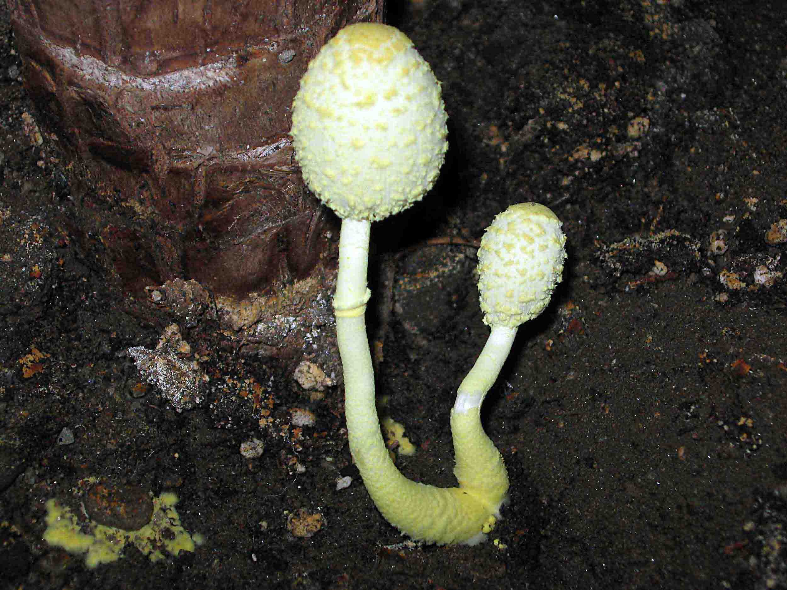  un fungo? (Leucocoprinus sp.)